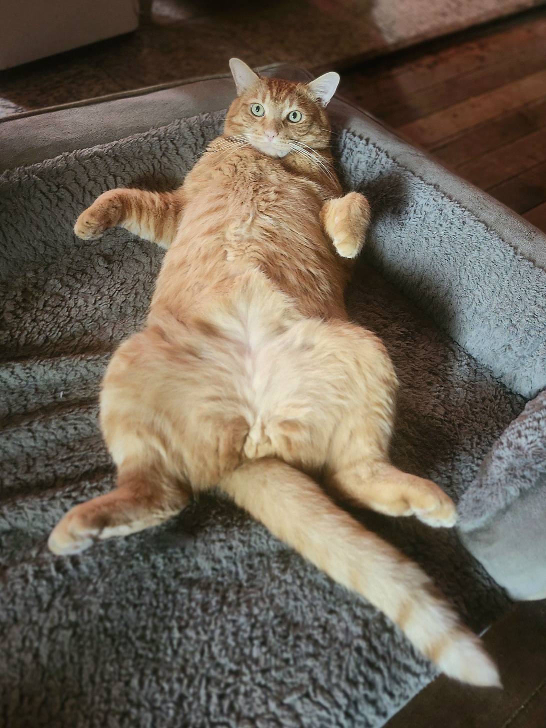 Harley Harvey Longboi, a cat found on Chonk Finder
