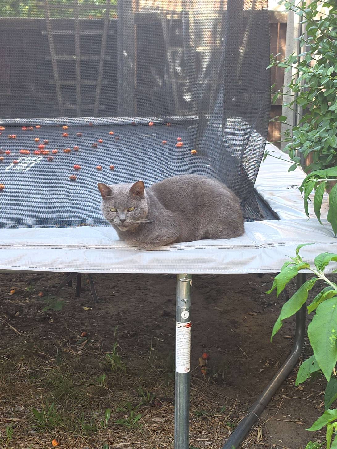 Luna, a cat found on Chonk Finder