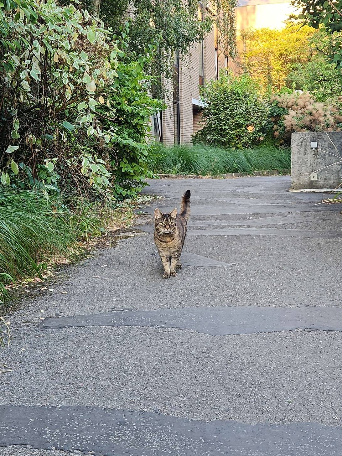 Jeannette, a cat found on Chonk Finder