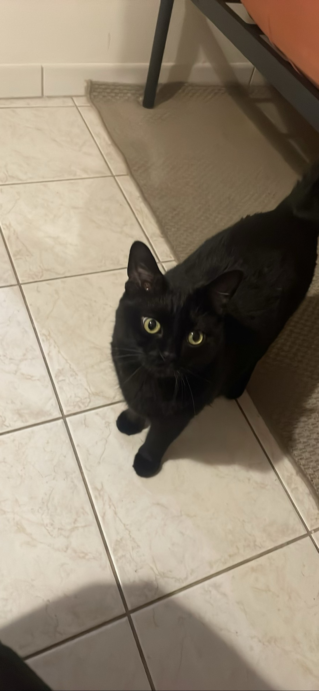 Oreo, a cat found on Chonk Finder