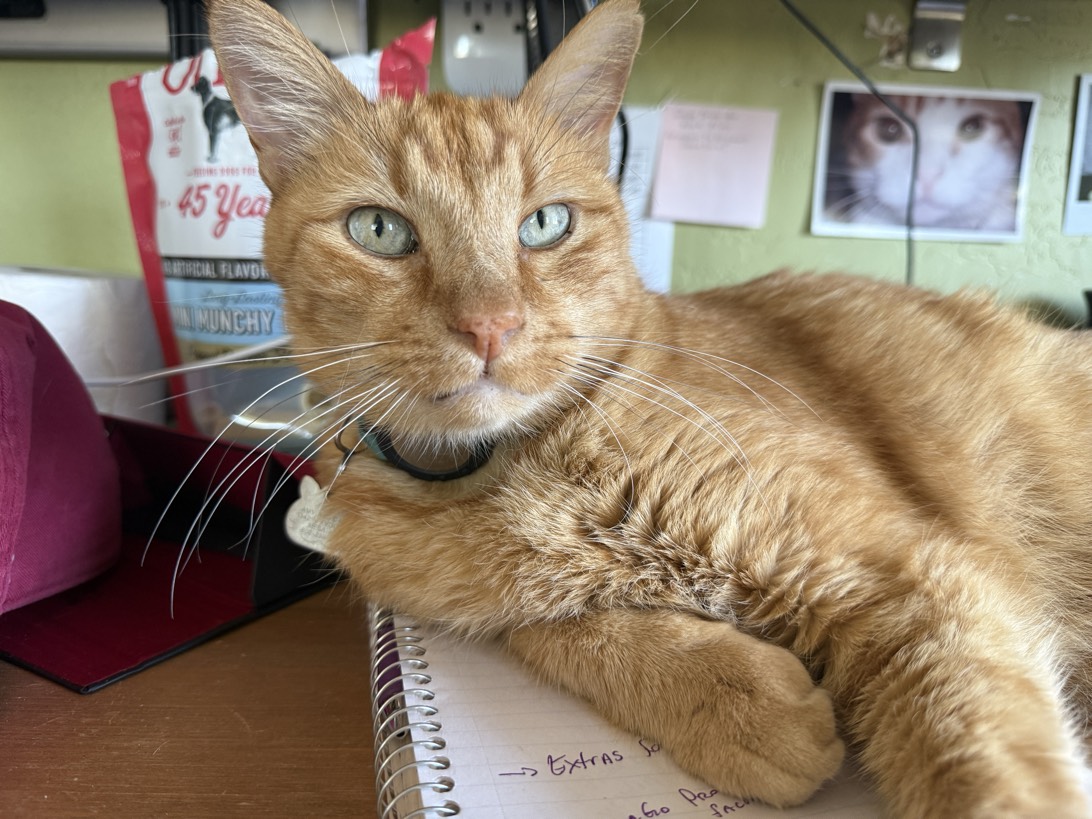 Gus, a cat found on Chonk Finder