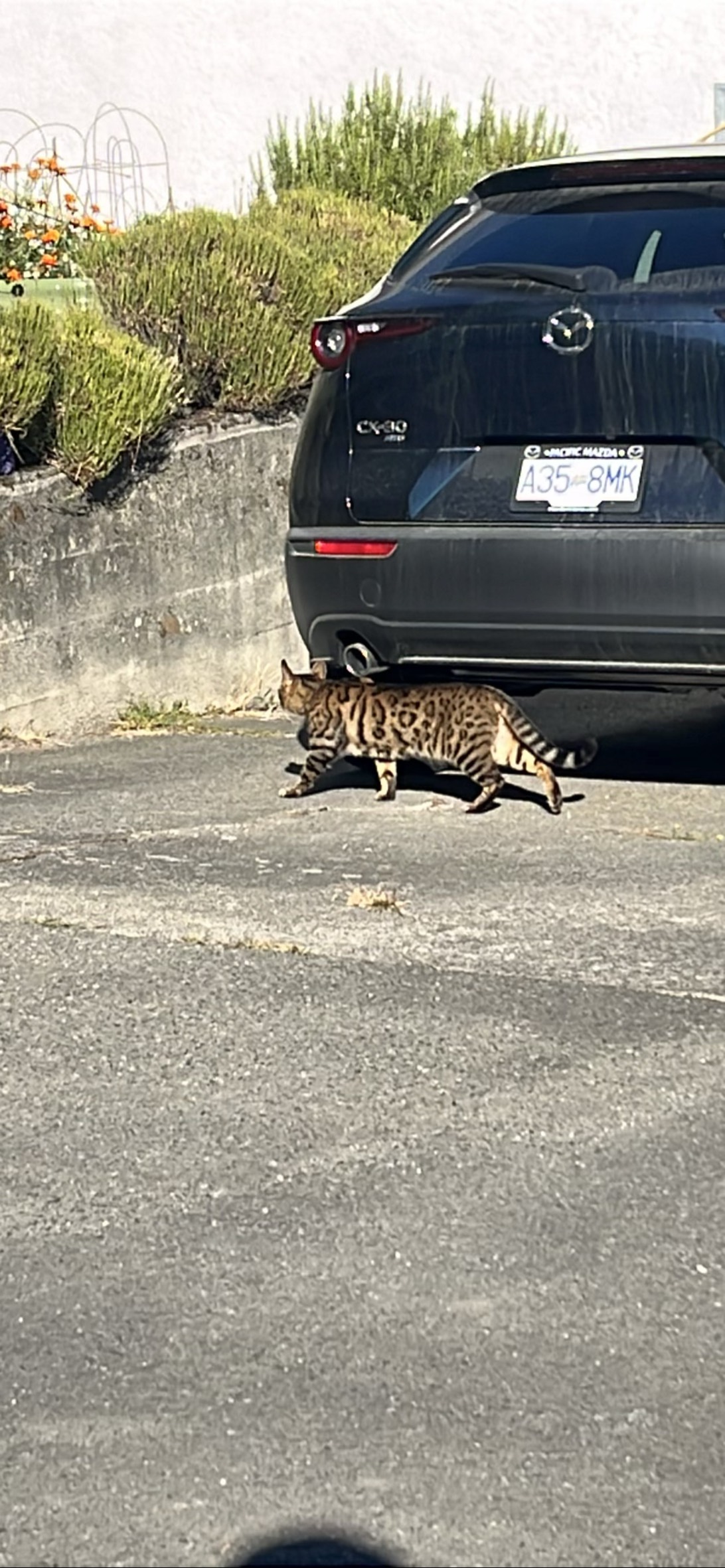 Strut, a cat found on Chonk Finder