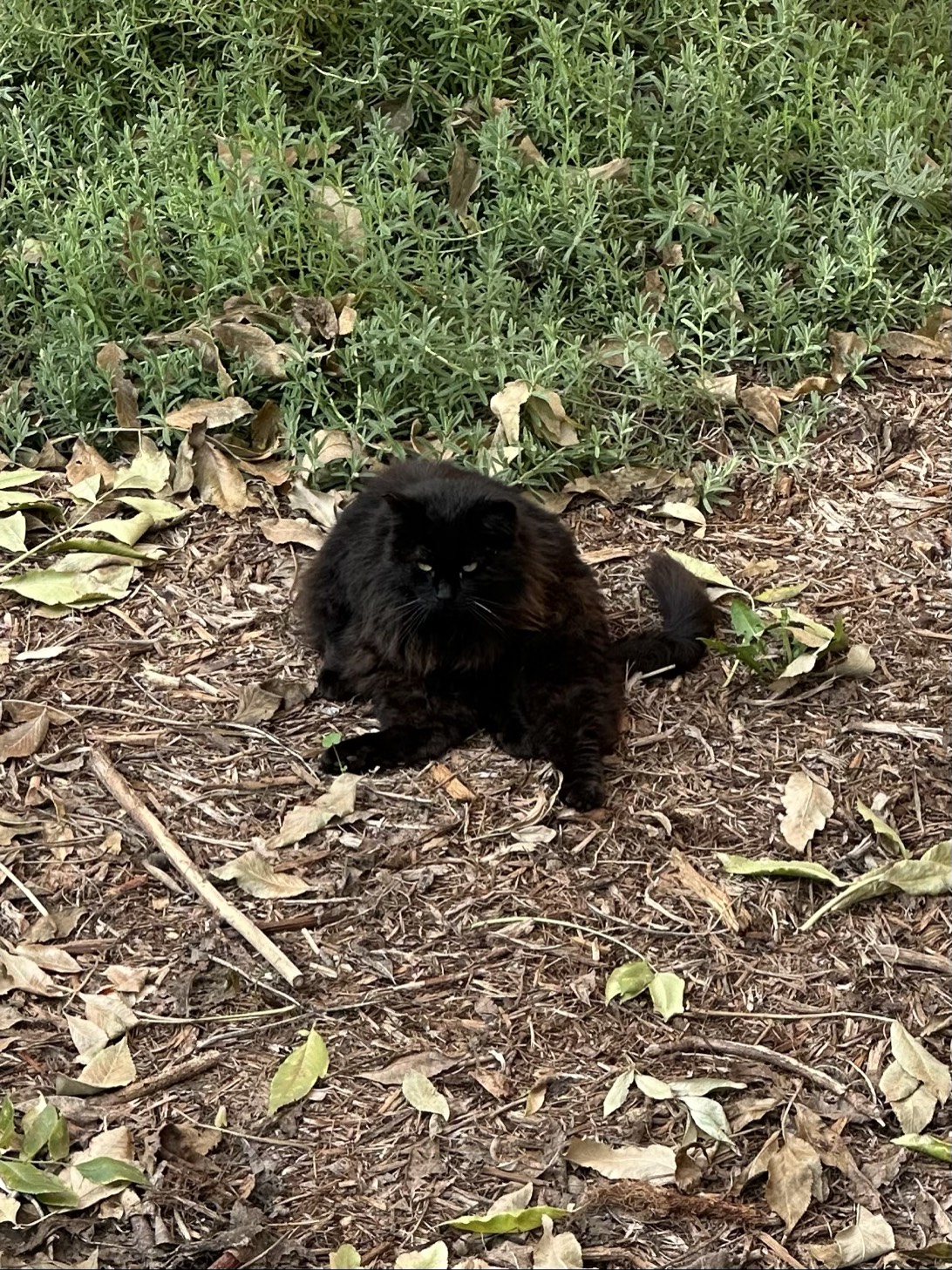 Mister Void, a cat found on Chonk Finder