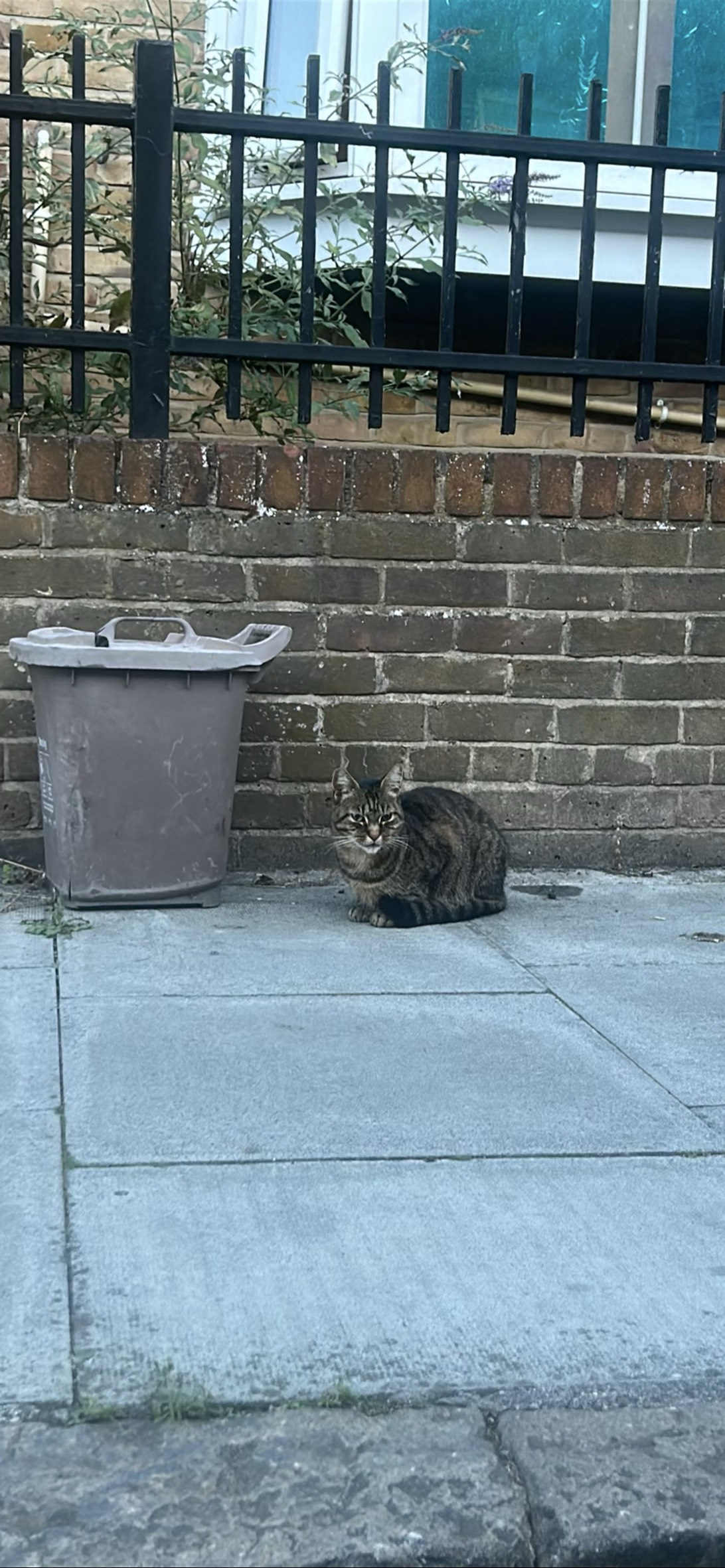 wasteman, a cat found on Chonk Finder