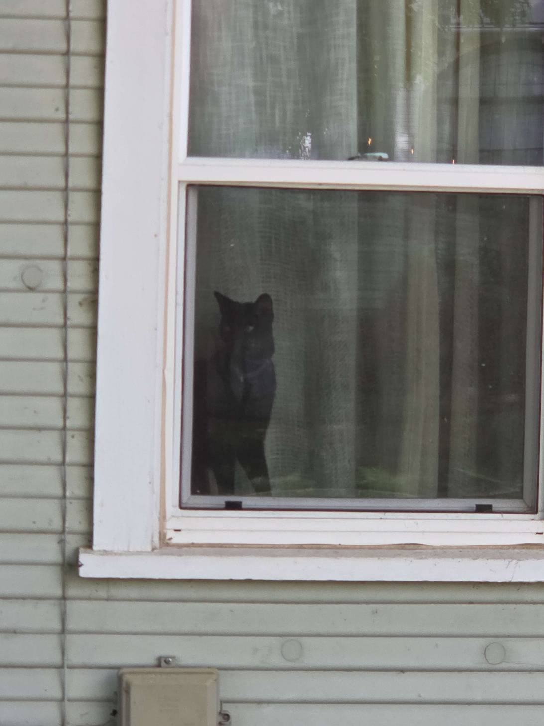 Baxter, a cat found on Chonk Finder