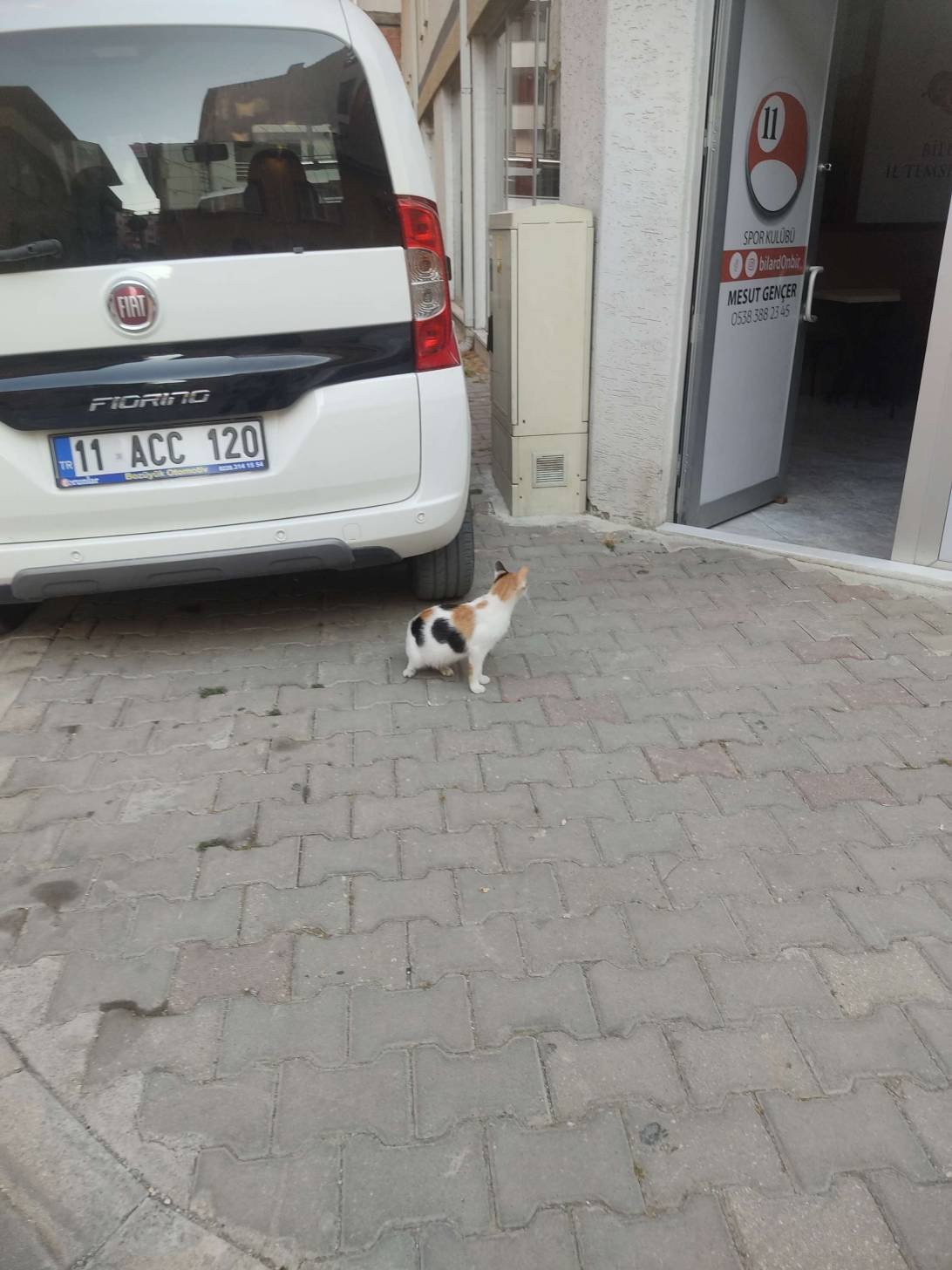 Finduk, a cat found on Chonk Finder