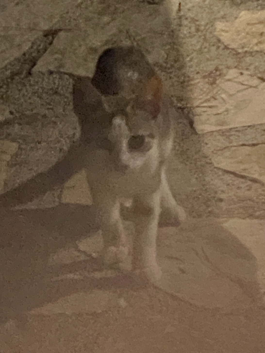 Marshmallow, a cat found on Chonk Finder