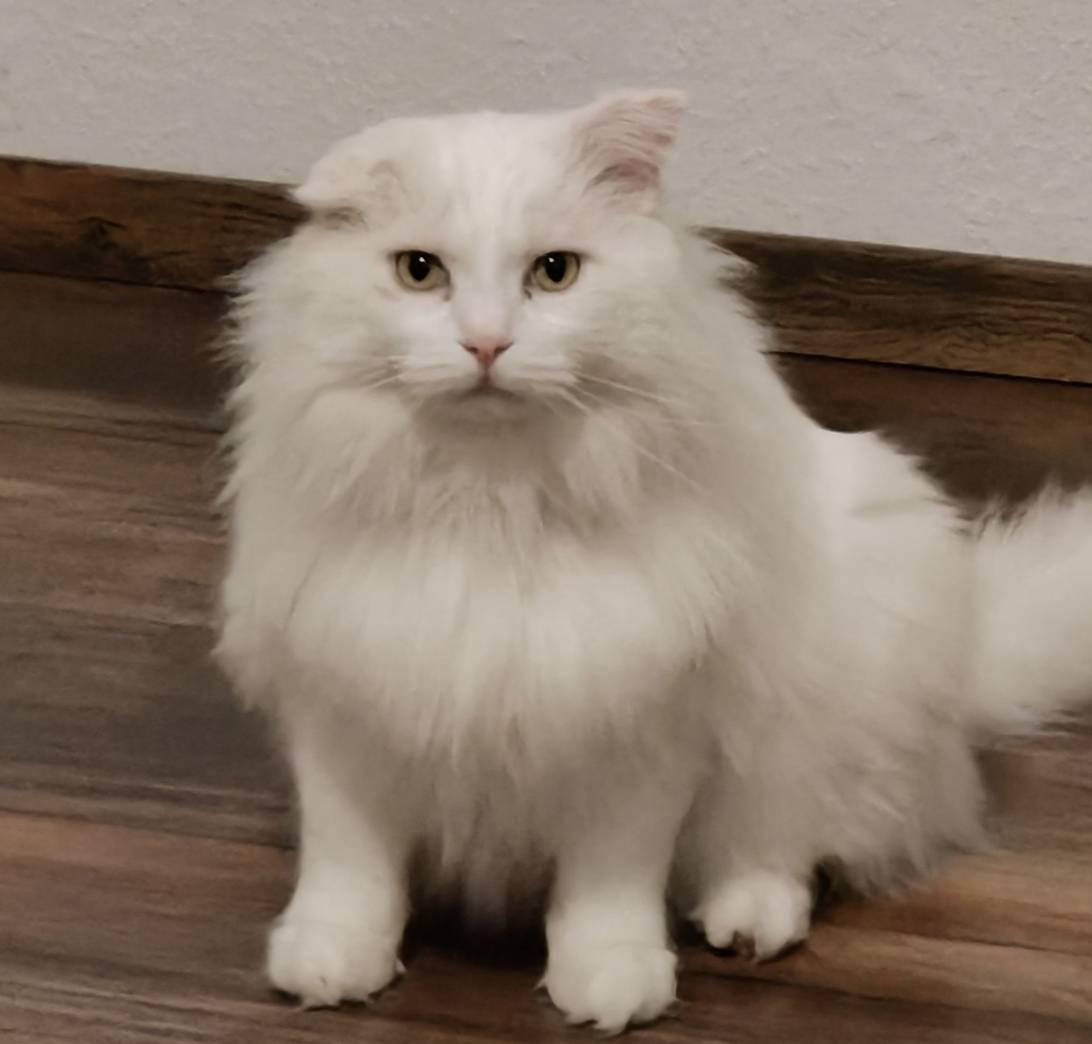Flocke, a cat found on Chonk Finder
