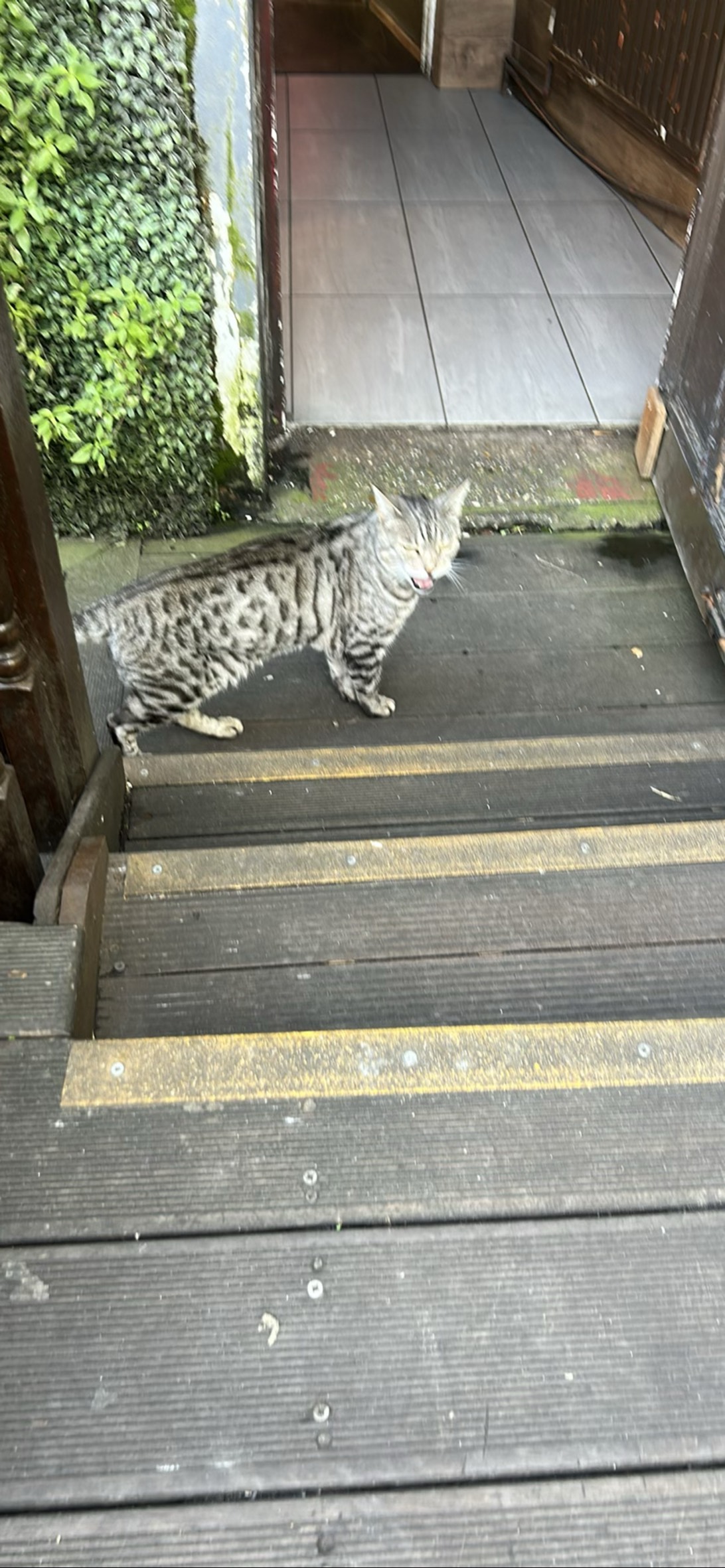 Skehan, a cat found on Chonk Finder