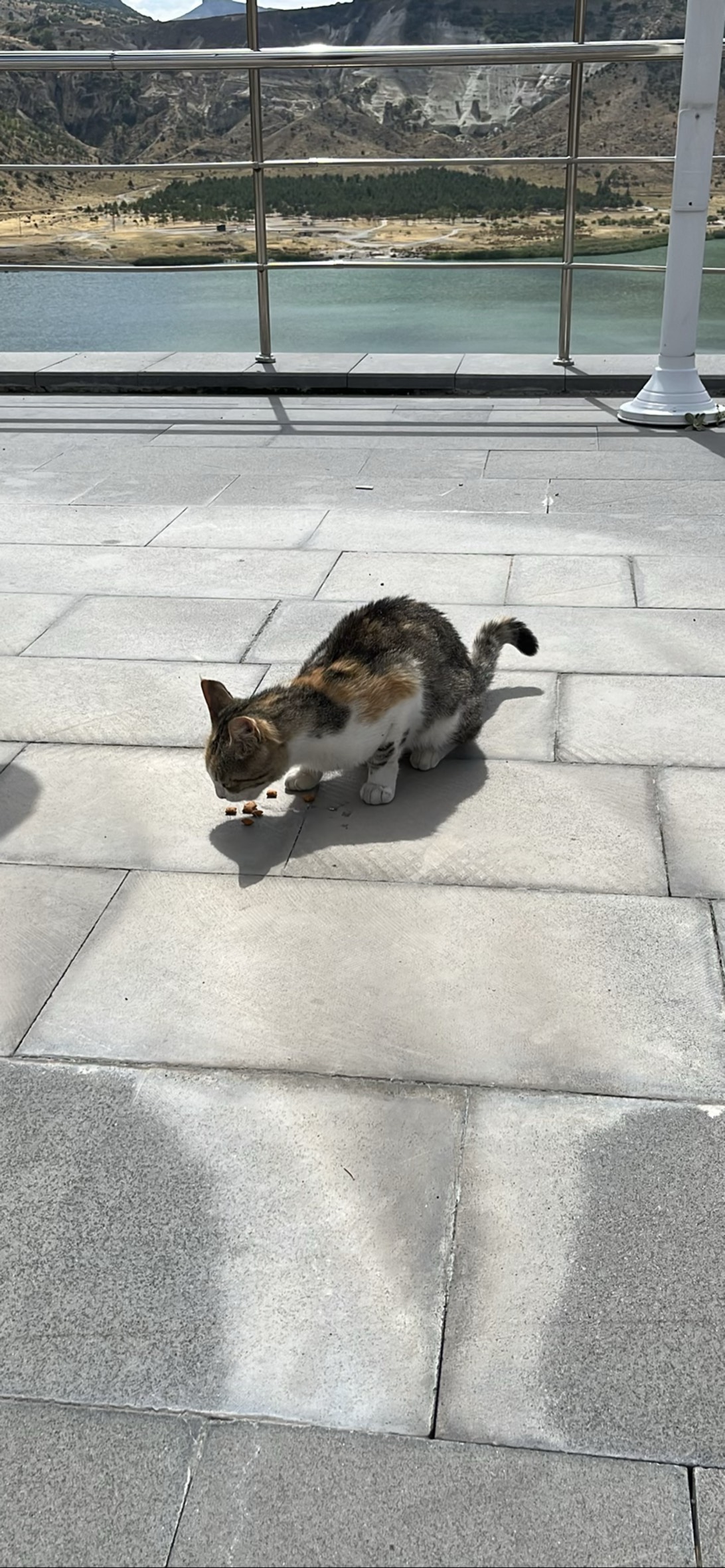 Ilhara, a cat found on Chonk Finder