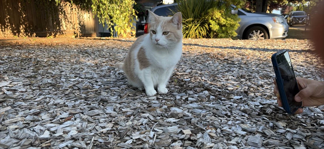 Gingerbread, a cat found on Chonk Finder
