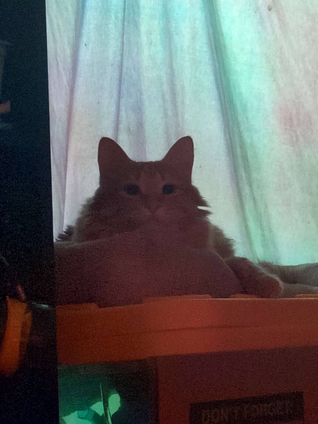 Cornelius, a cat found on Chonk Finder