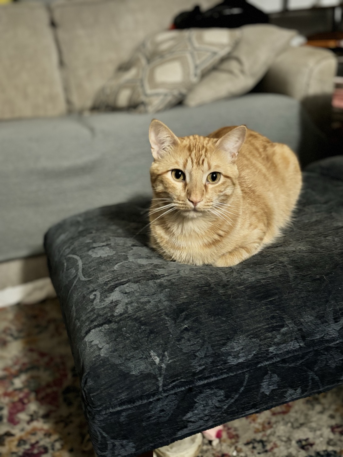 Simba, a cat found on Chonk Finder