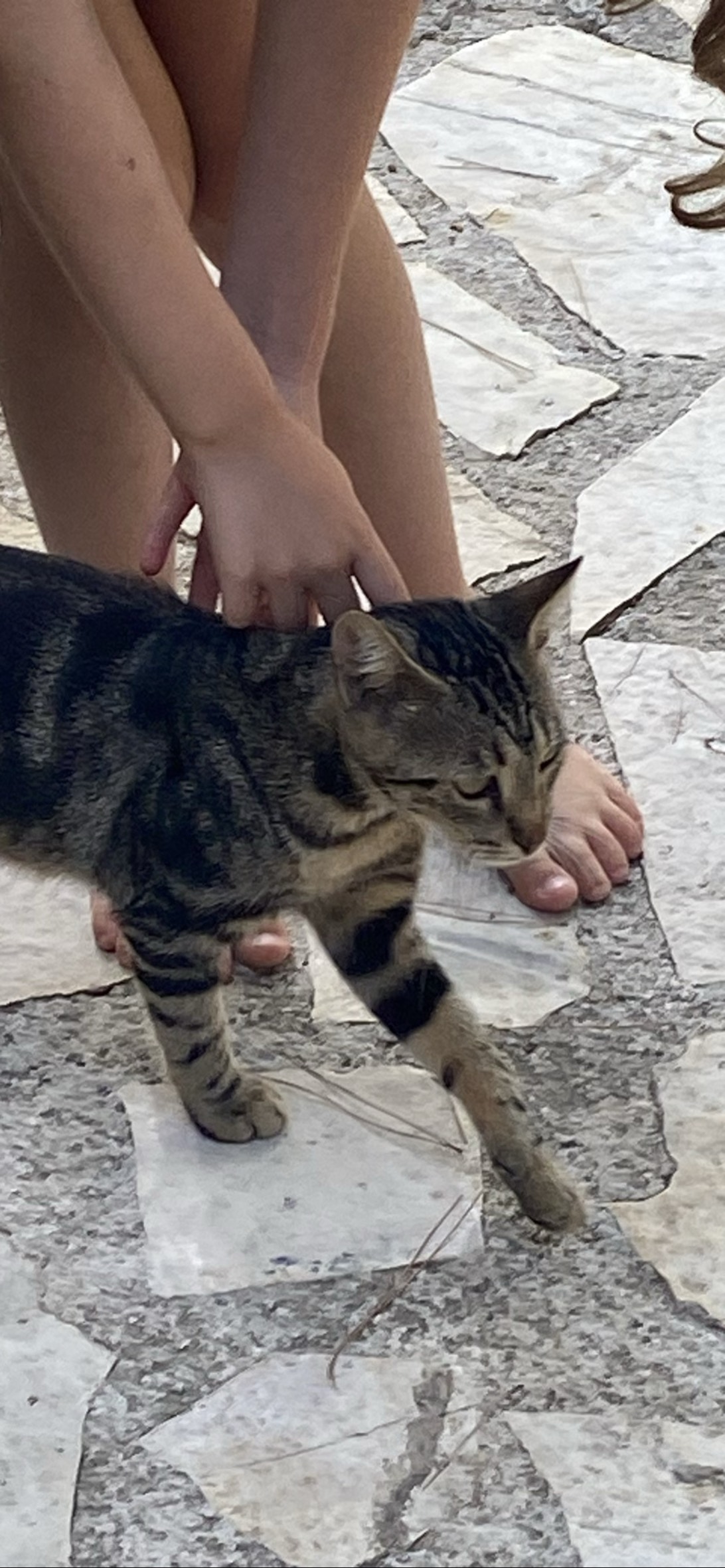 Silvy, a cat found on Chonk Finder