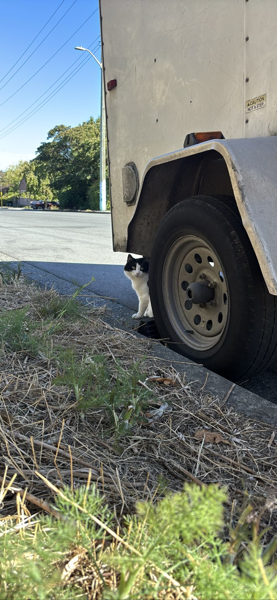 Dirty Paws, a cat found on Chonk Finder