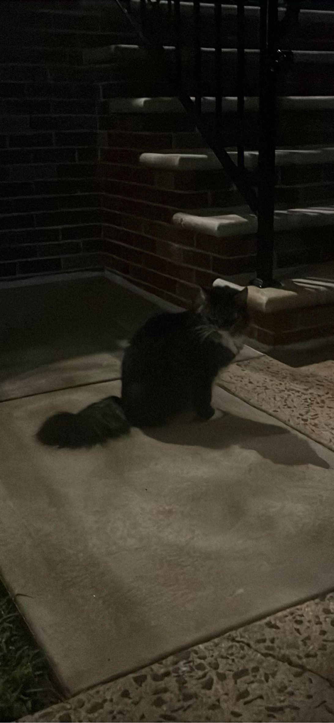 Vesper, a cat found on Chonk Finder