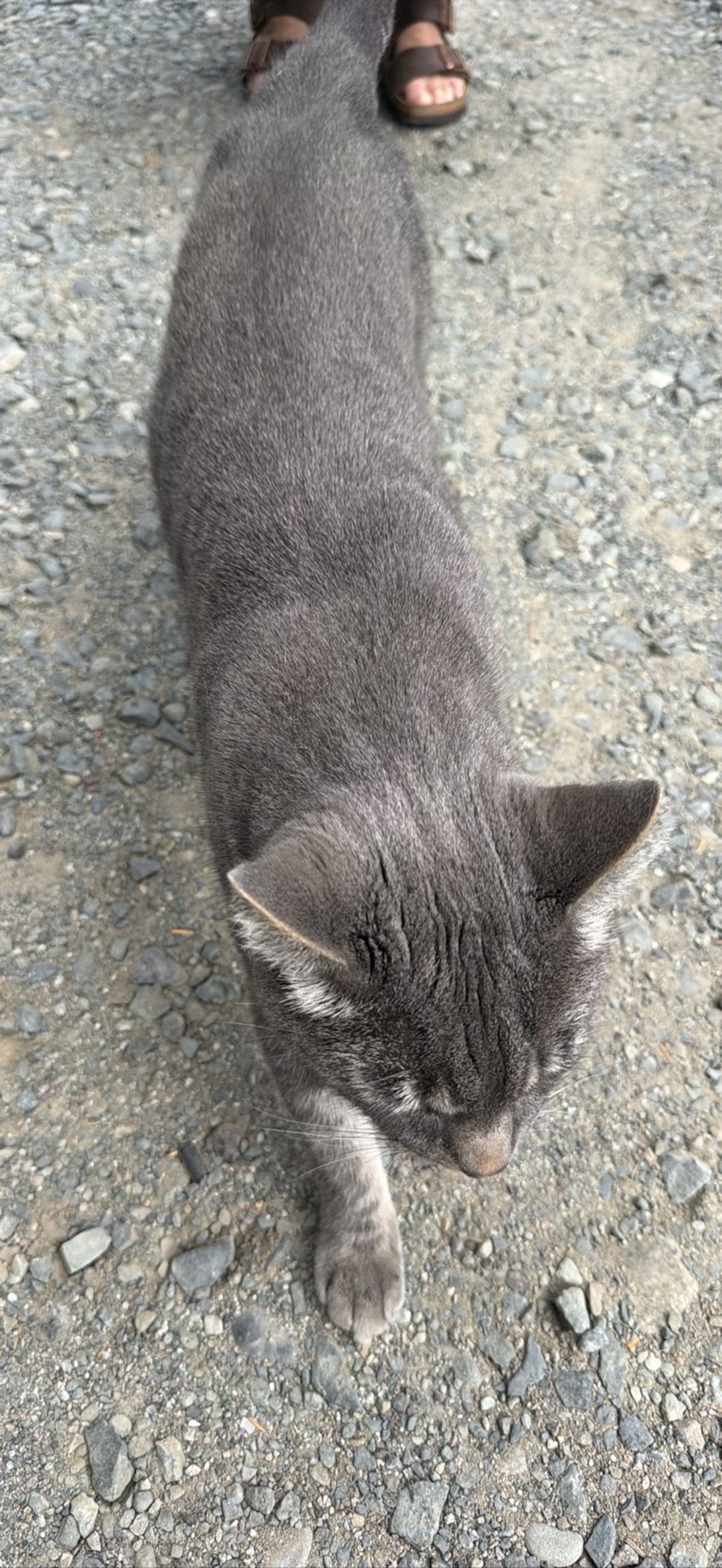 Mortimer, a cat found on Chonk Finder