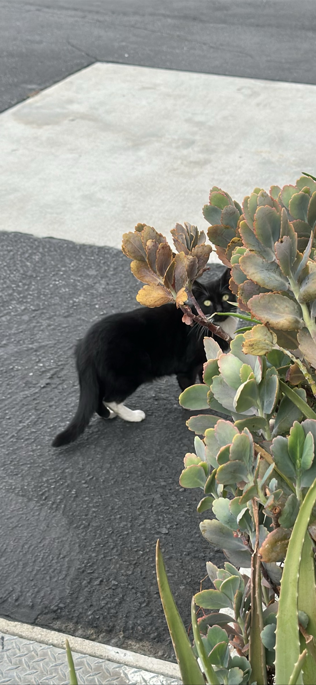 Mama, a cat found on Chonk Finder