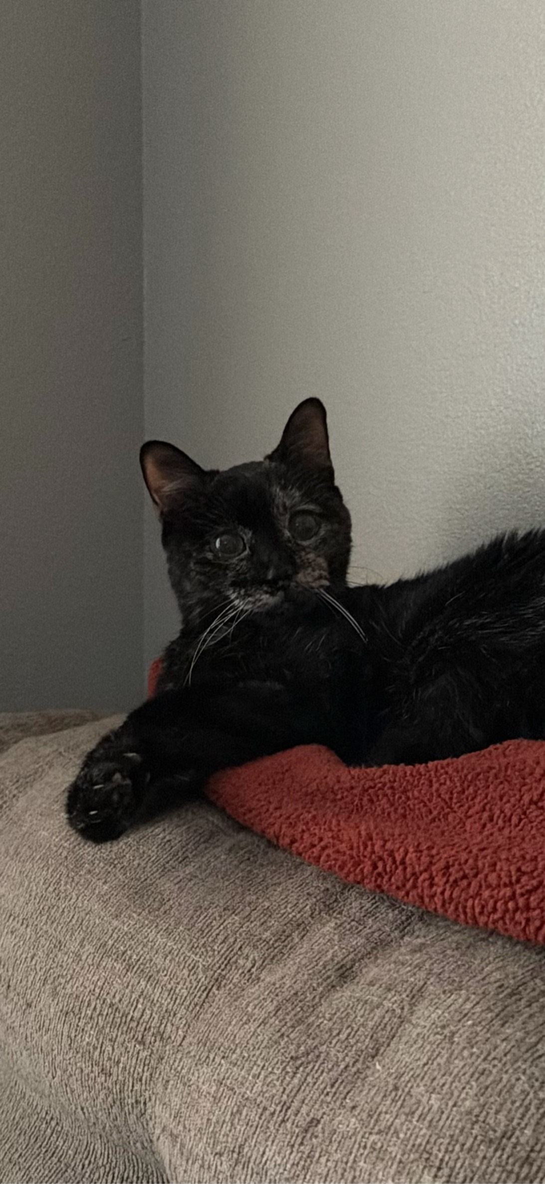 Most decrepit old rat, a cat found on Chonk Finder