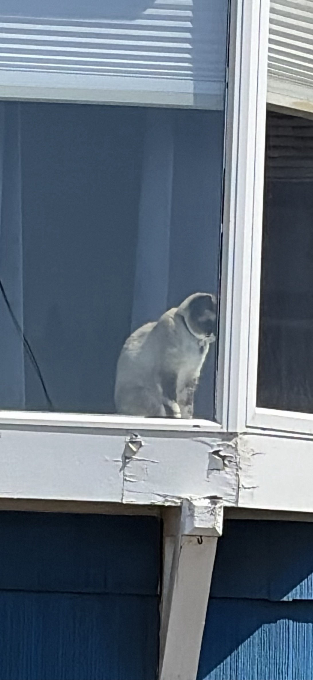 Vigil2, a cat found on Chonk Finder