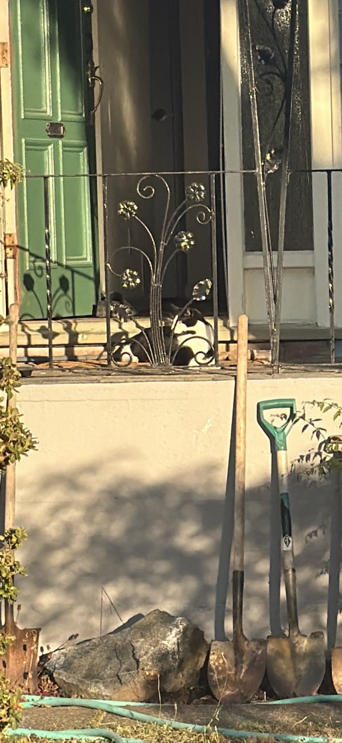 Tux master, a cat found on Chonk Finder
