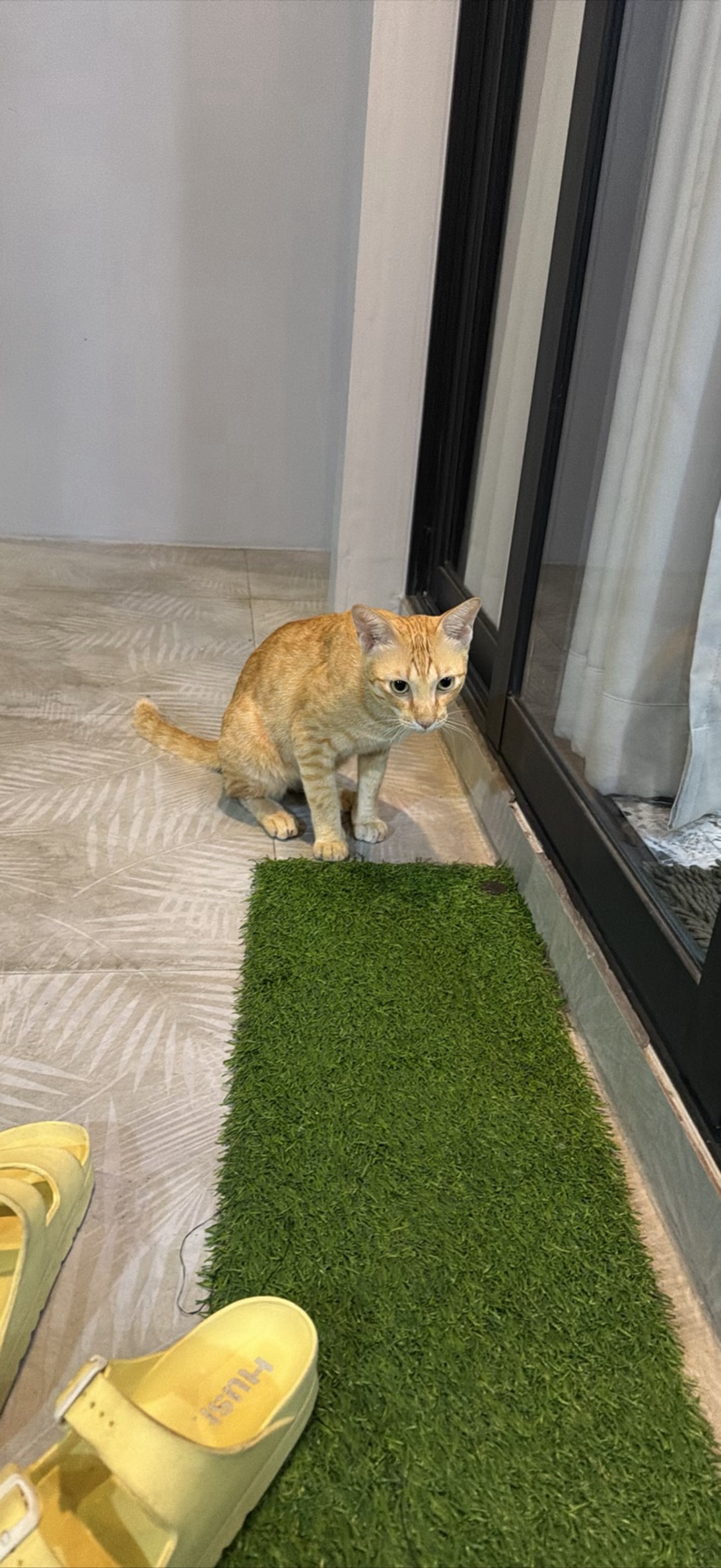 Meowzart, a cat found on Chonk Finder