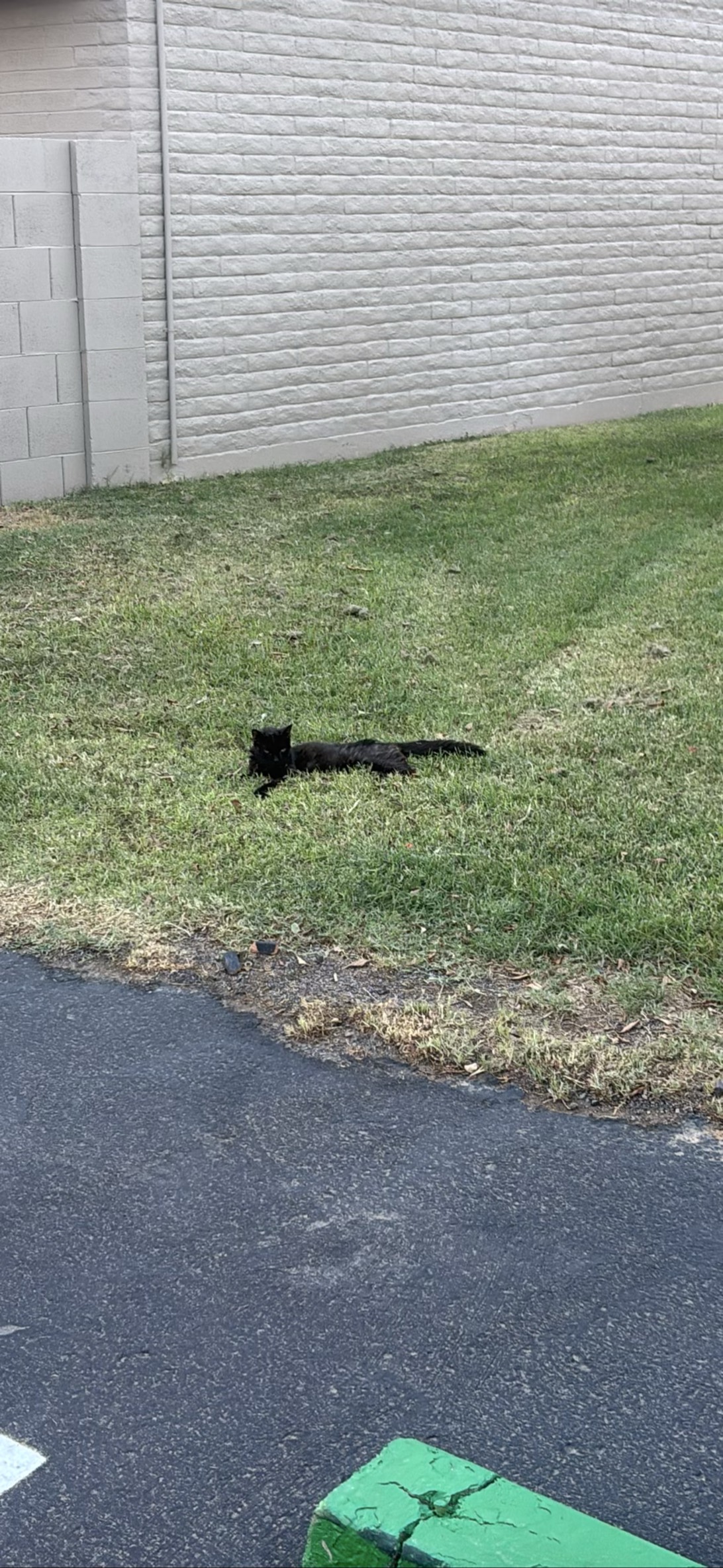 Spooky, a cat found on Chonk Finder