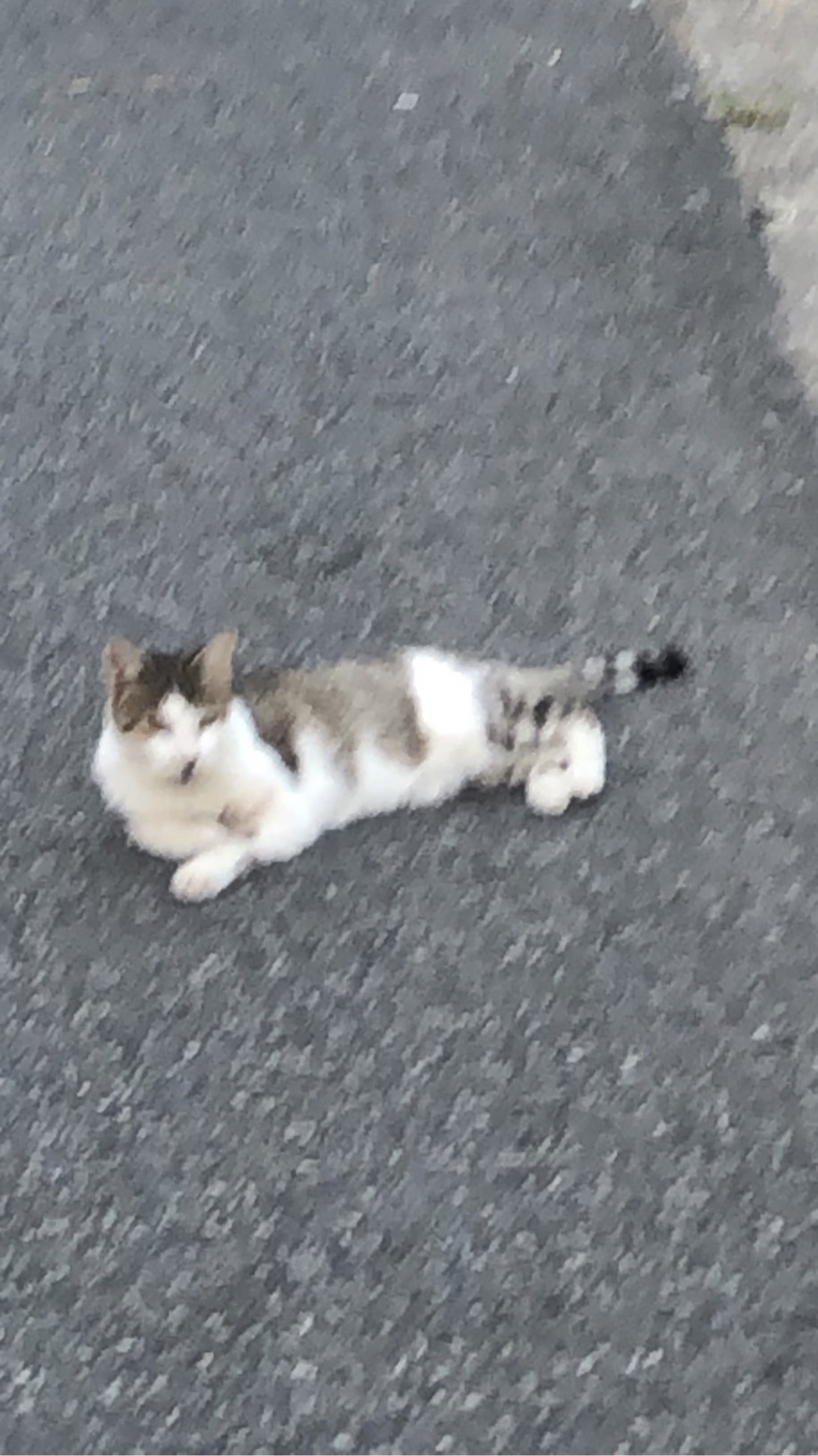 Gizmo, a cat found on Chonk Finder