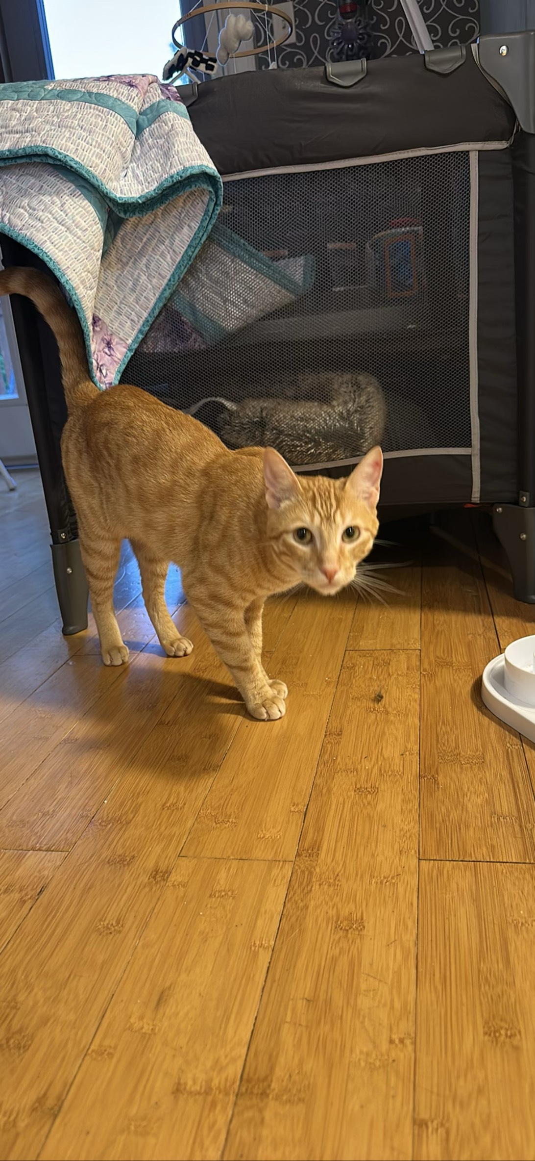 Guts, a cat found on Chonk Finder
