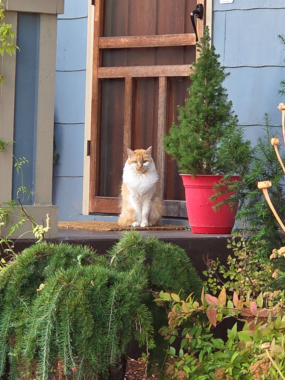 Cosmo, a cat found on Chonk Finder