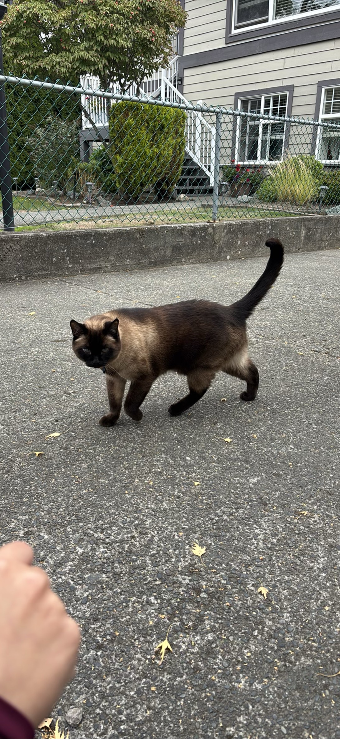 Blu, a cat found on Chonk Finder
