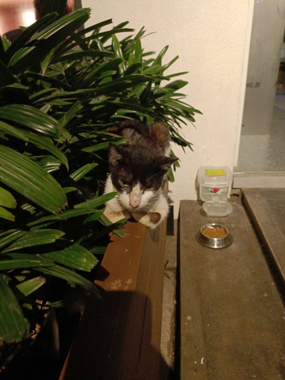 Humphrey, a cat found on Chonk Finder