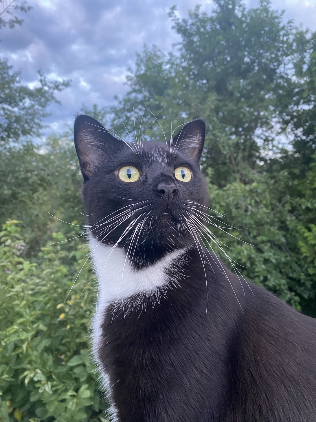 Tycho, a cat found on Chonk Finder