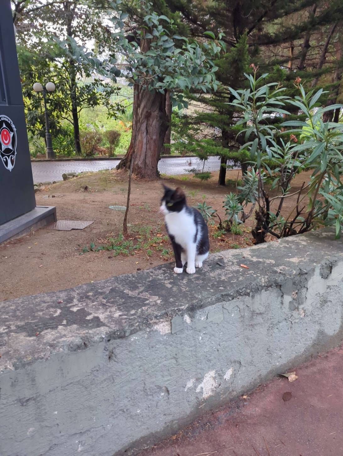 this cat, a cat found on Chonk Finder