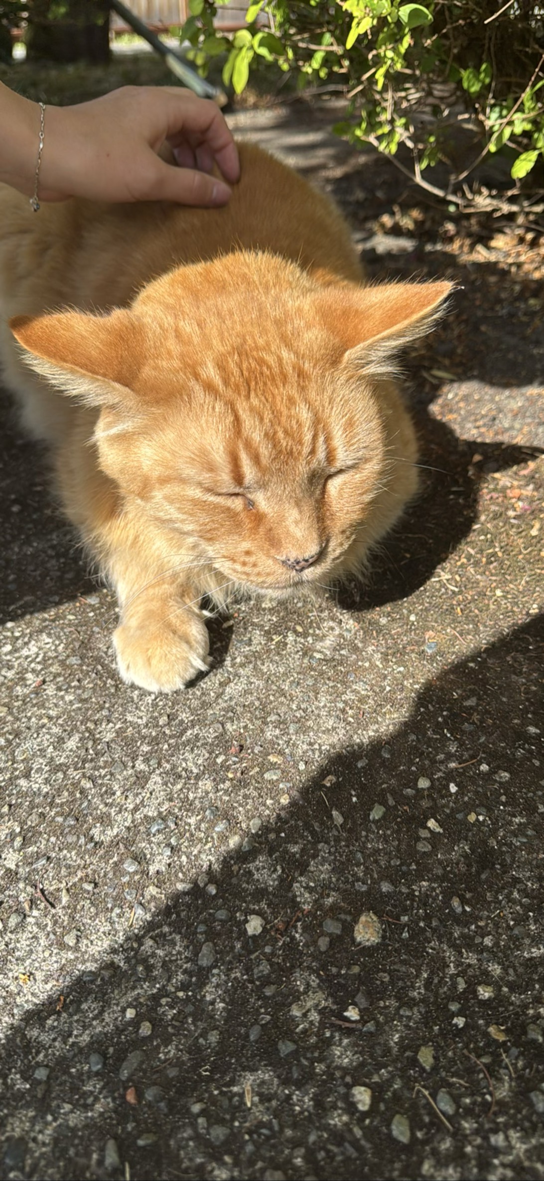 Freckles, a cat found on Chonk Finder