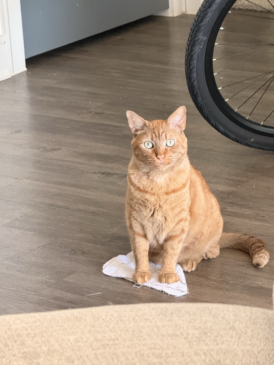 Oliver Yams, a cat found on Chonk Finder