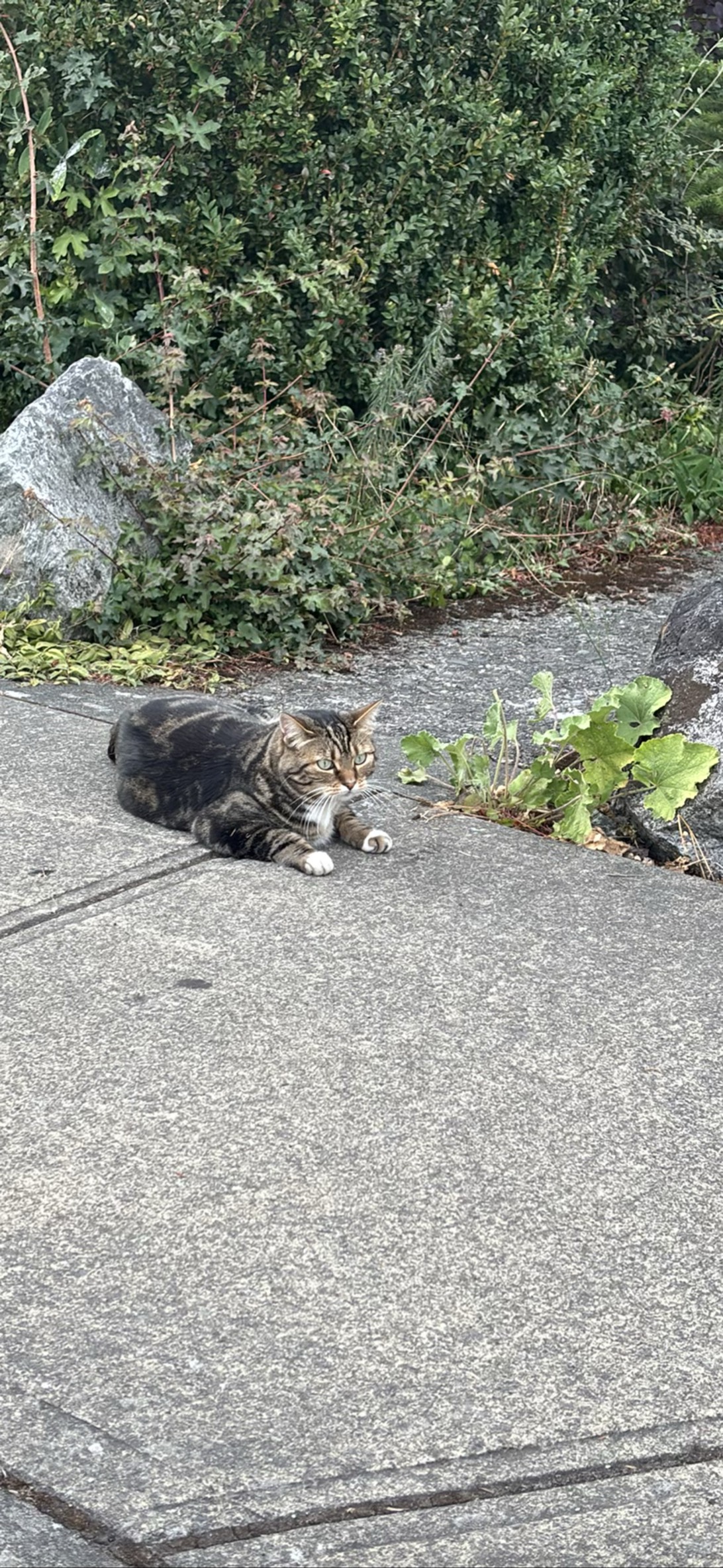 Buster, a cat found on Chonk Finder