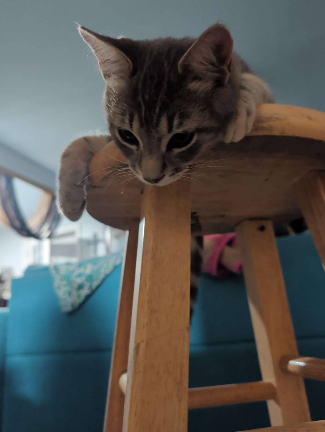 Greybird, a cat found on Chonk Finder