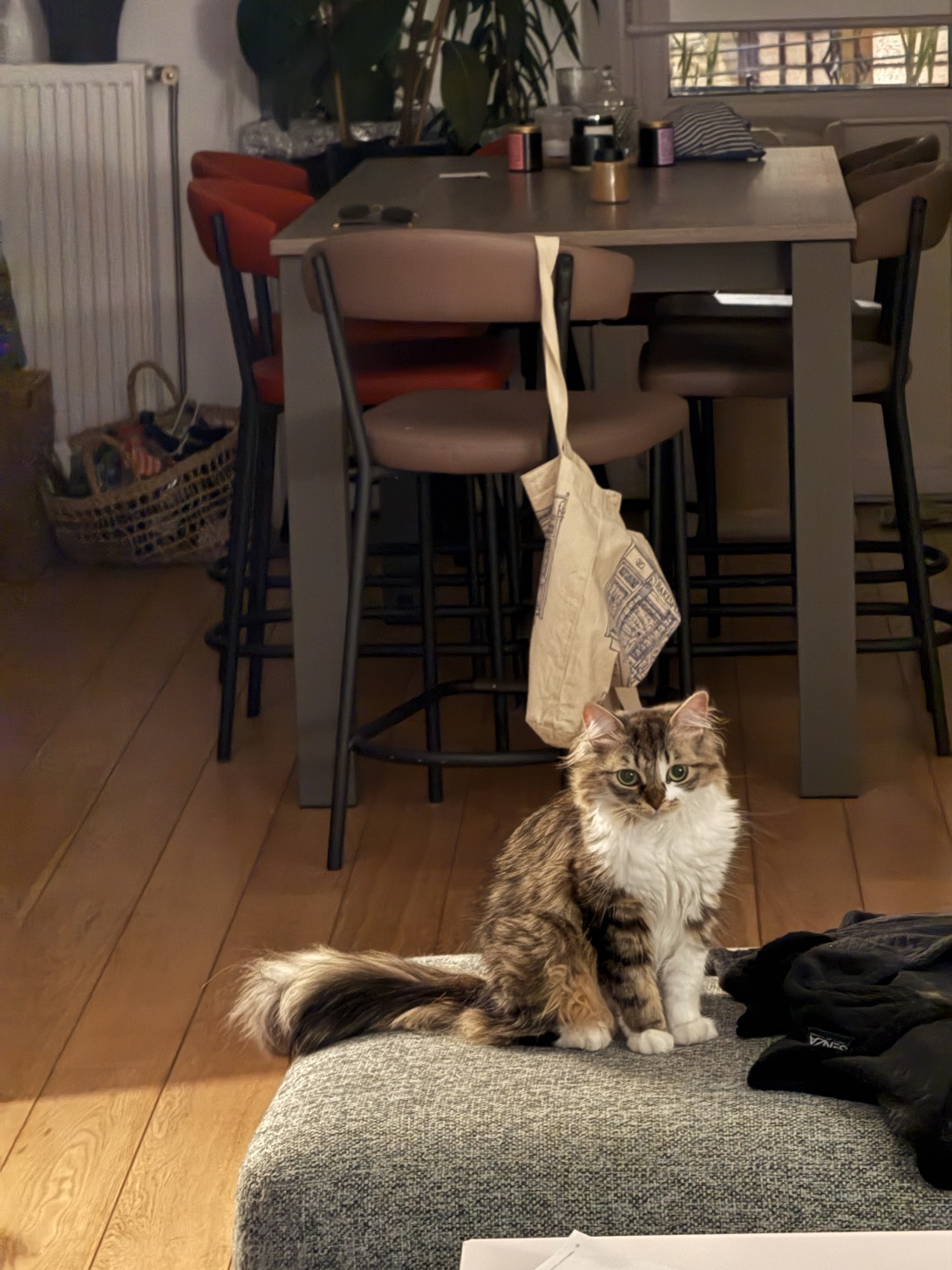 Rachel, a cat found on Chonk Finder