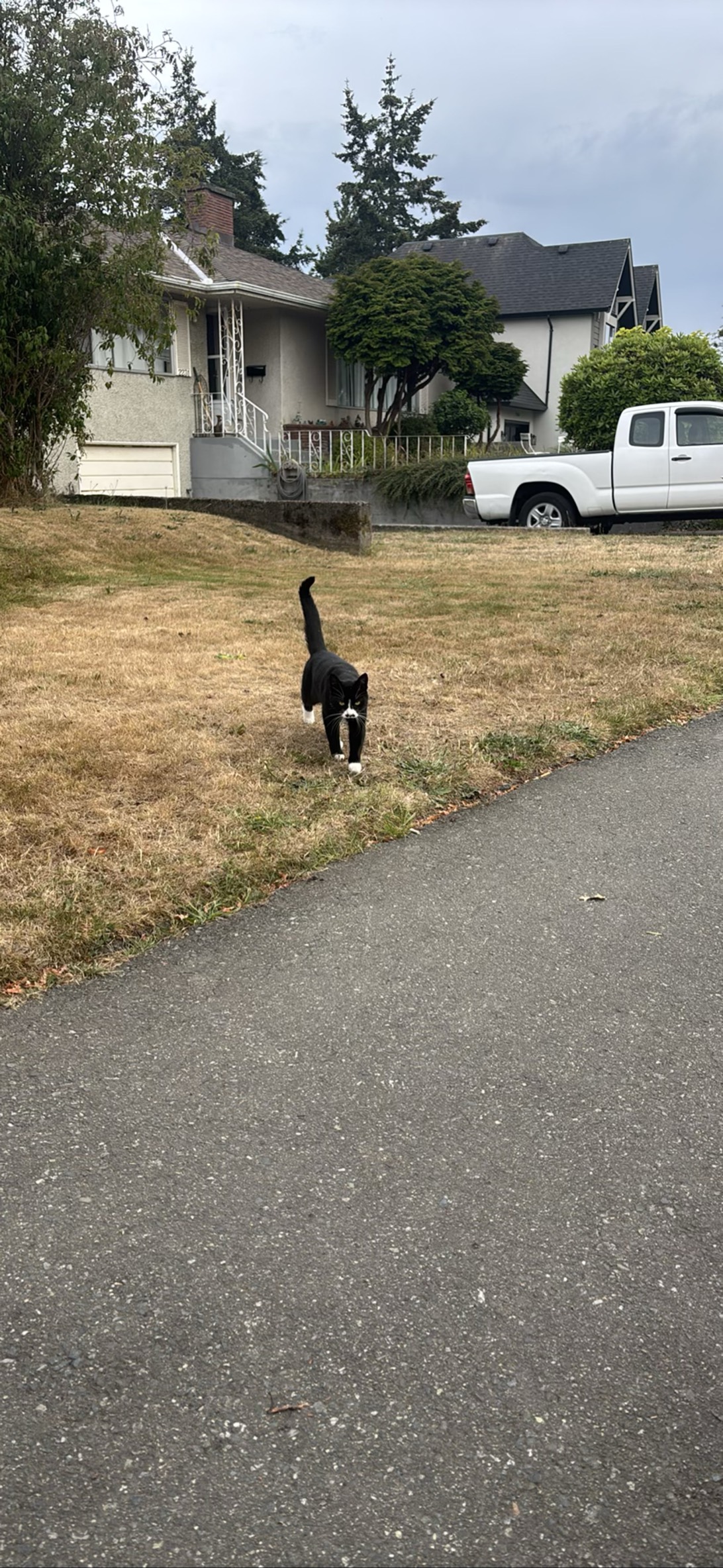 Tiny tom, a cat found on Chonk Finder
