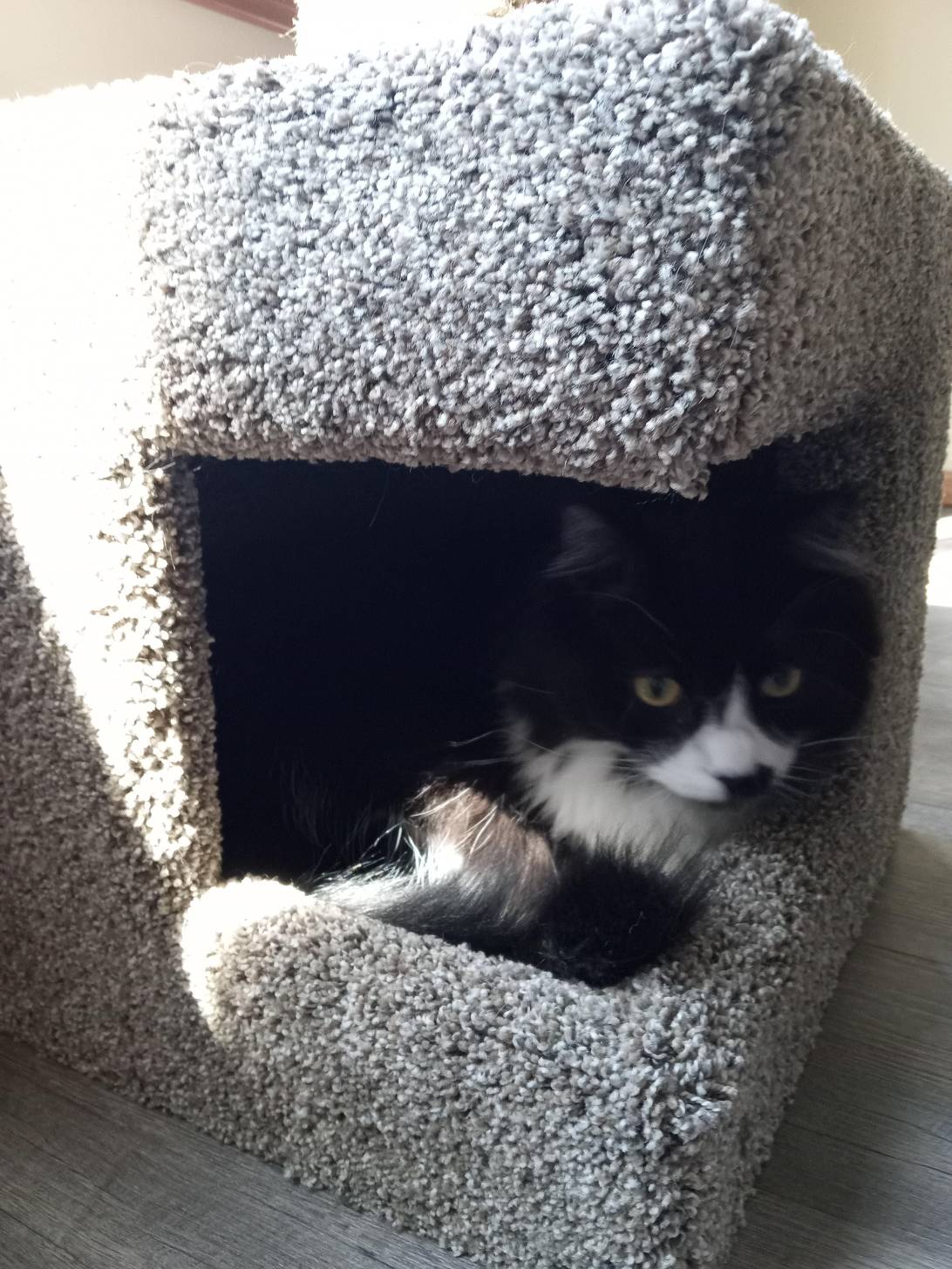 Hades, a cat found on Chonk Finder