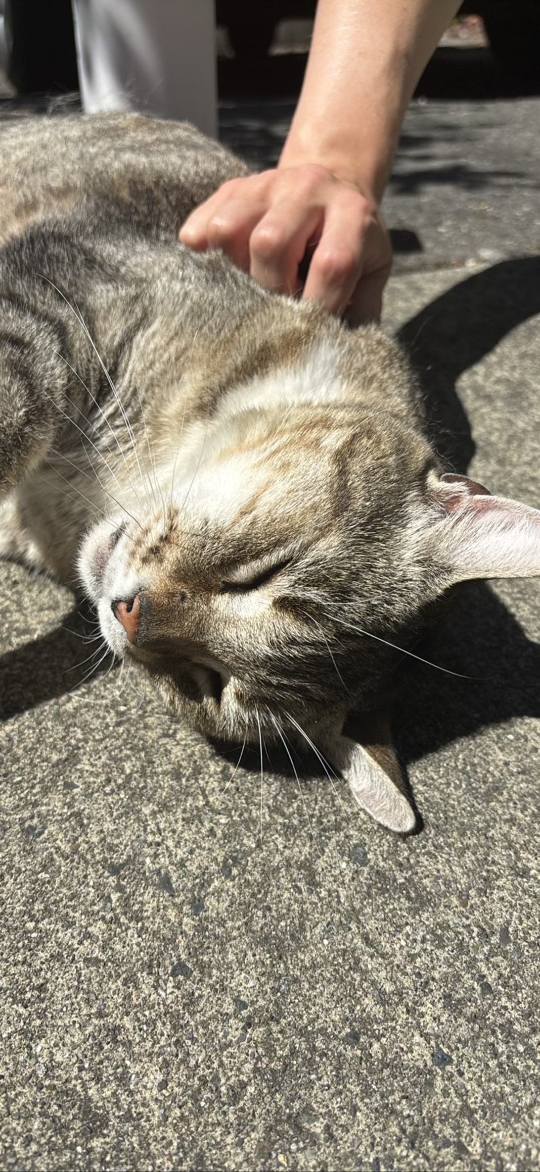 Carlos, a cat found on Chonk Finder