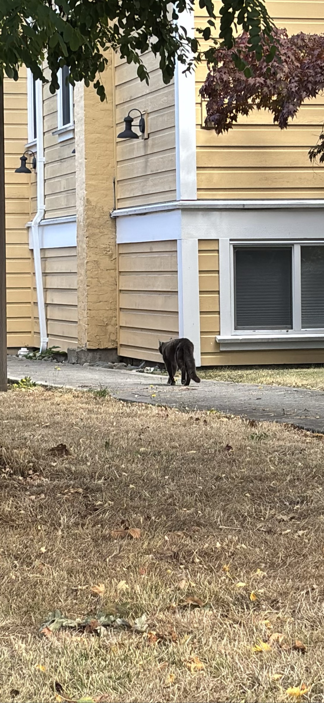 Rogue, a cat found on Chonk Finder