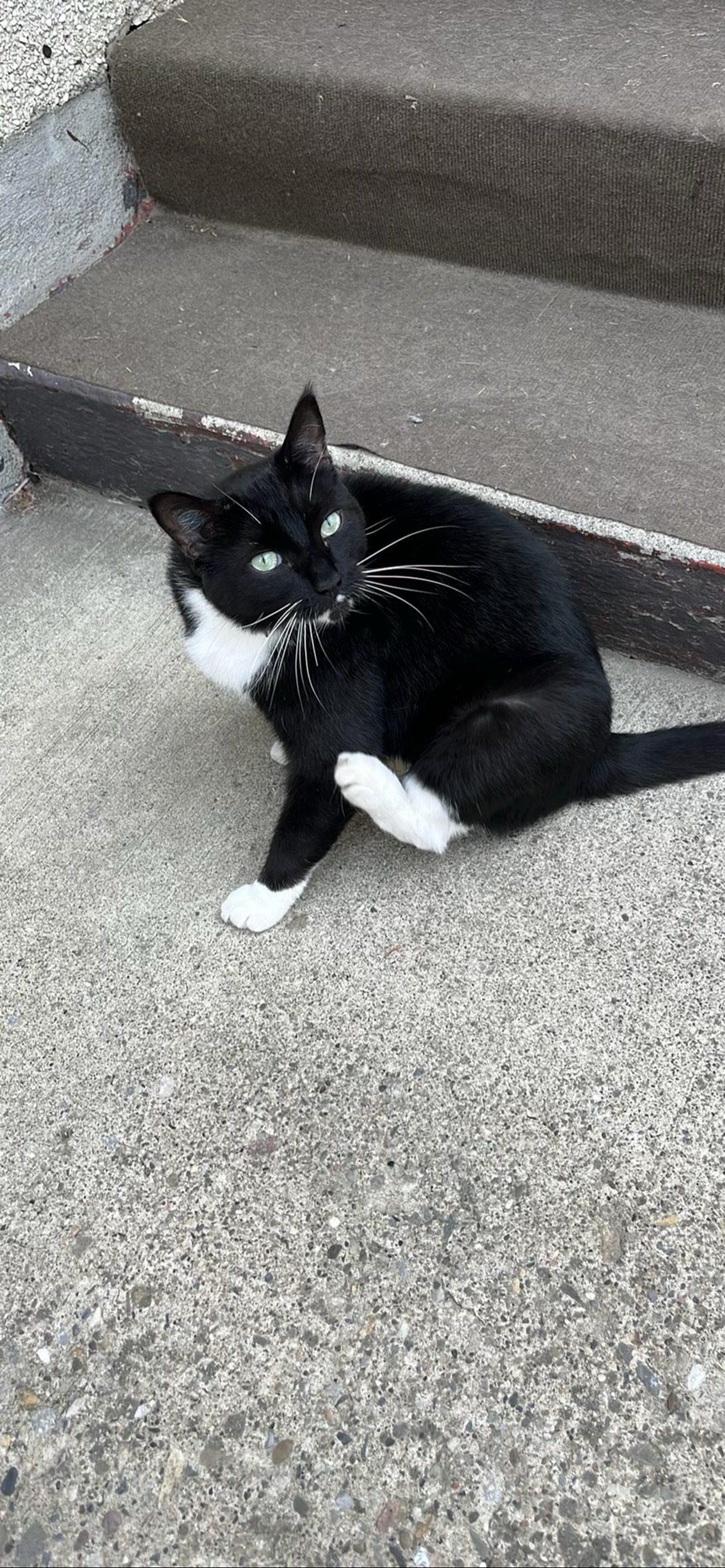 Nero, a cat found on Chonk Finder