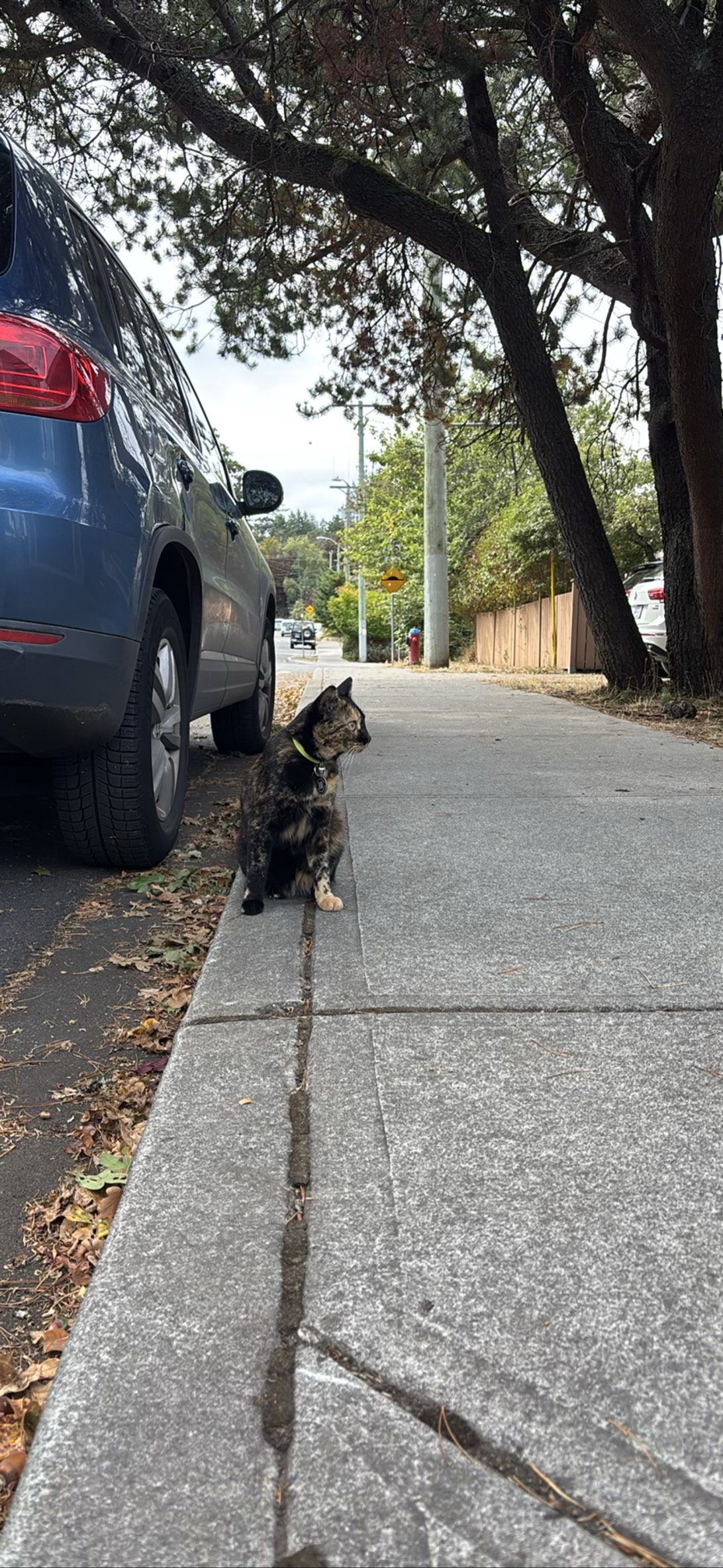 Betty, a cat found on Chonk Finder