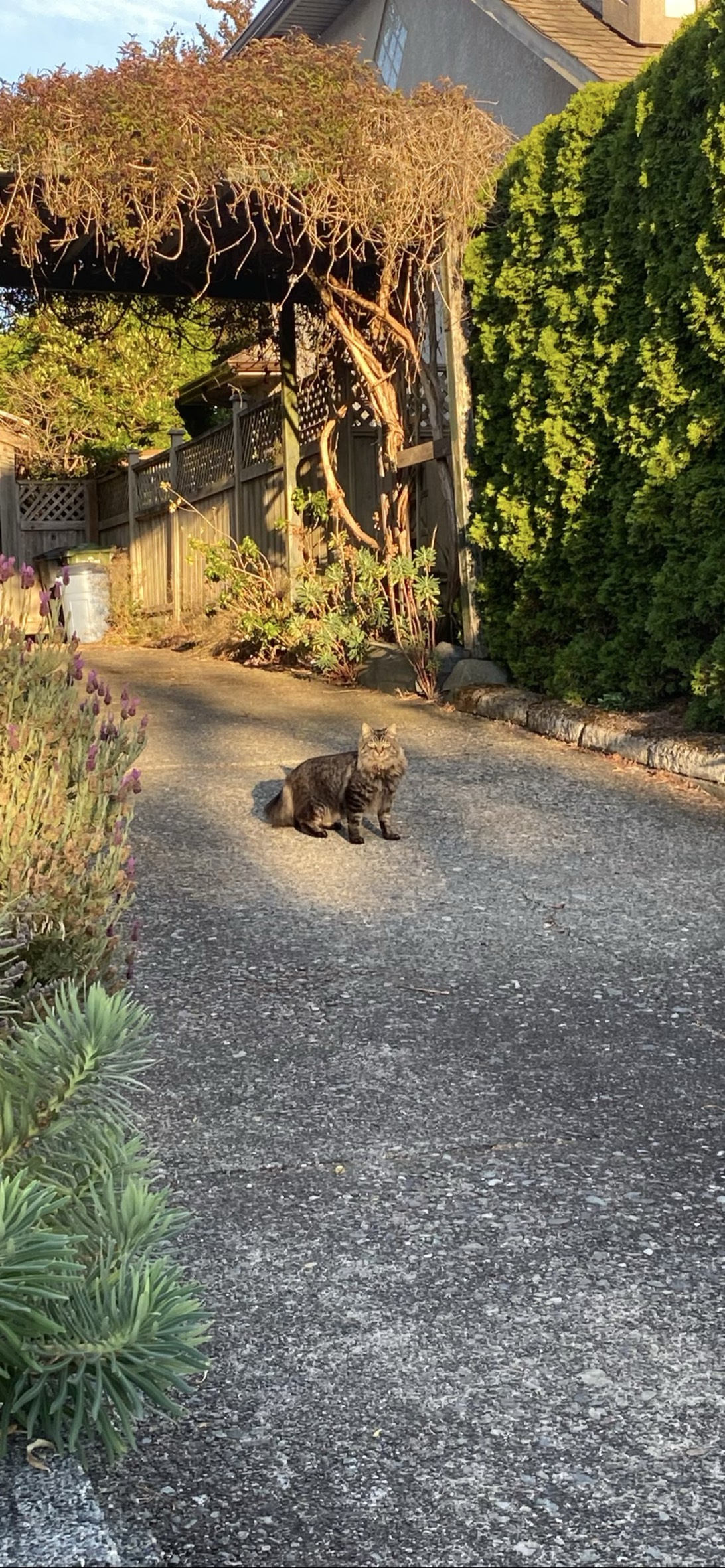 Bell, a cat found on Chonk Finder