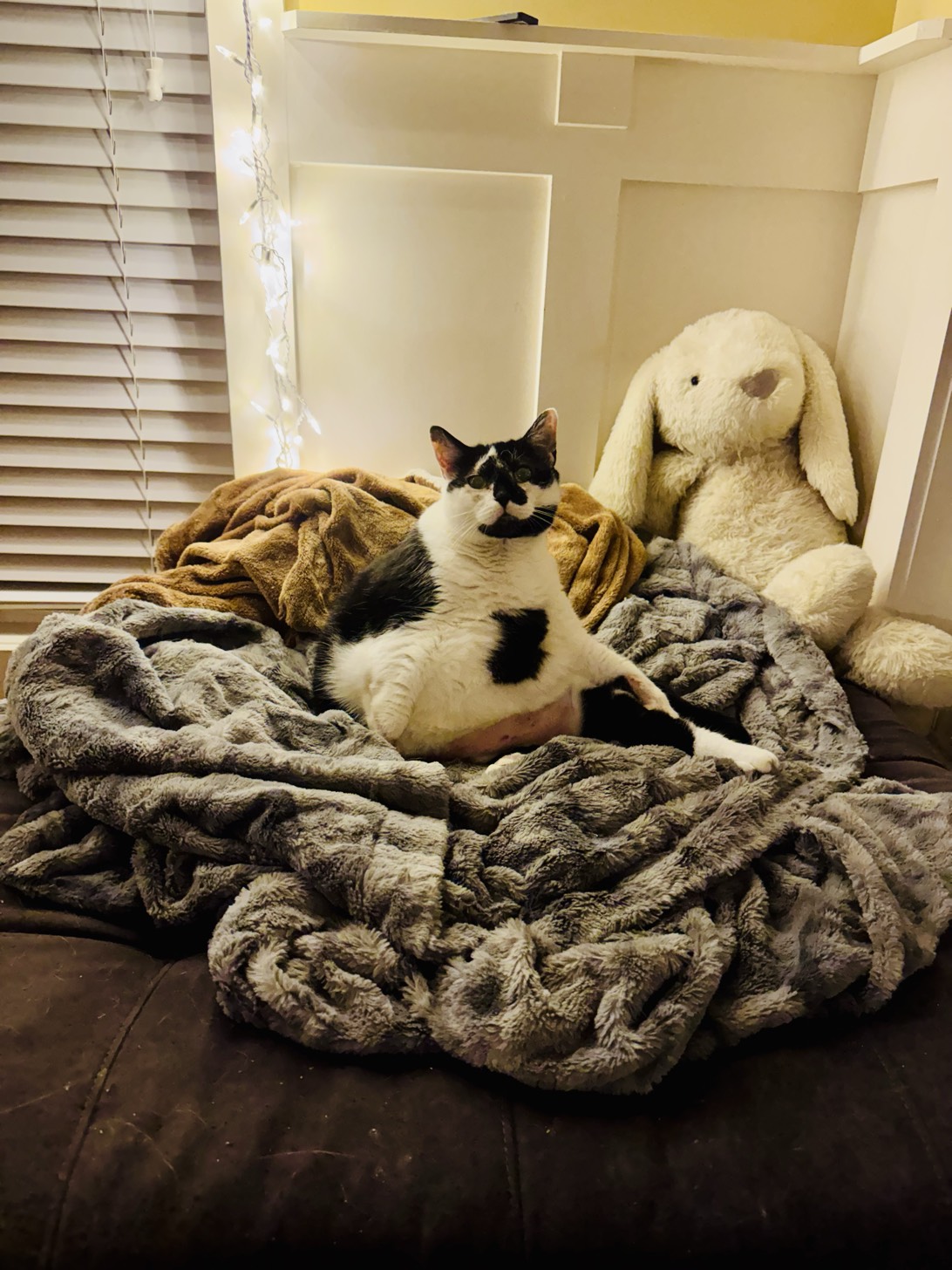 Luna, a cat found on Chonk Finder