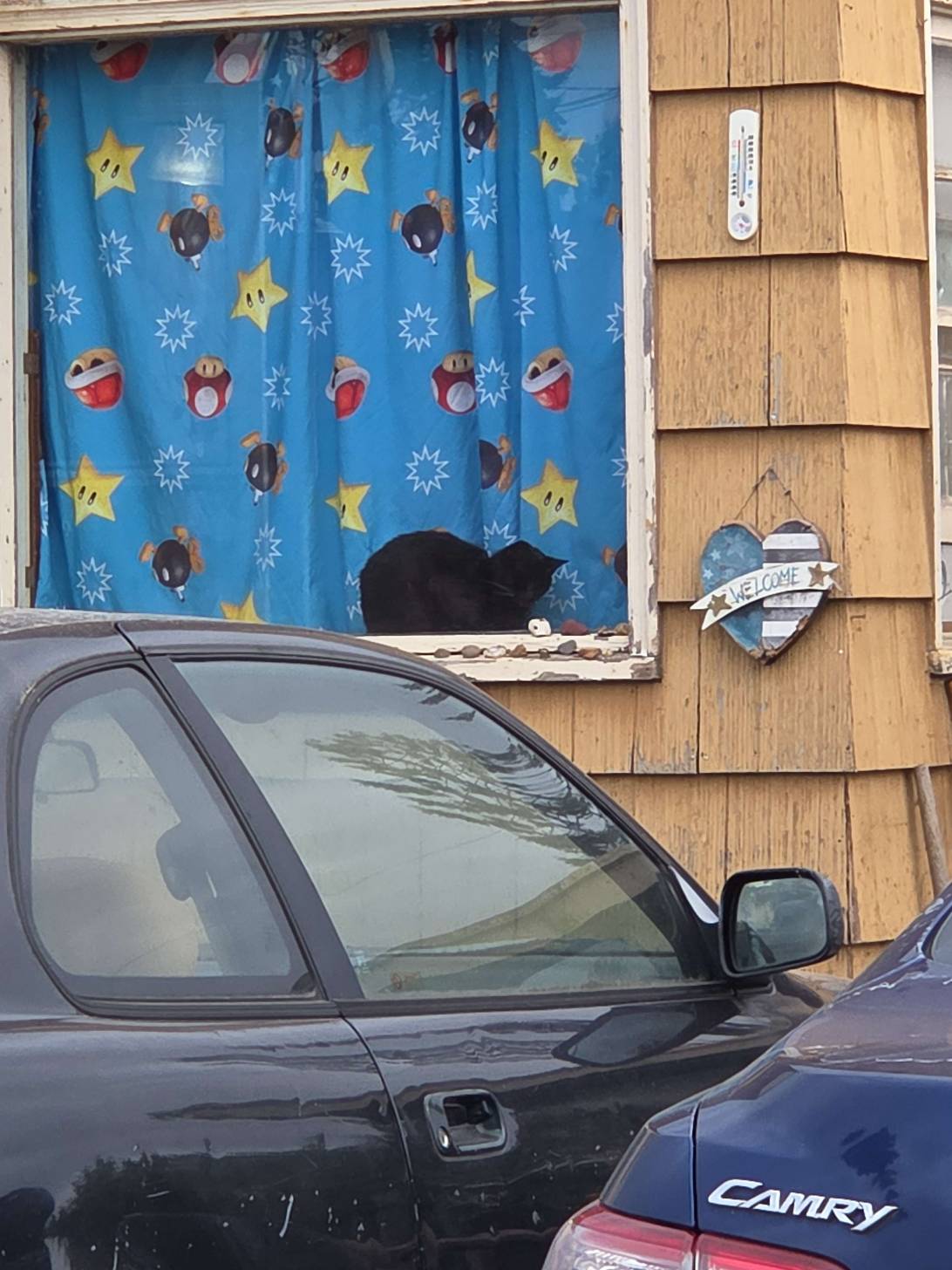 Bowser, a cat found on Chonk Finder
