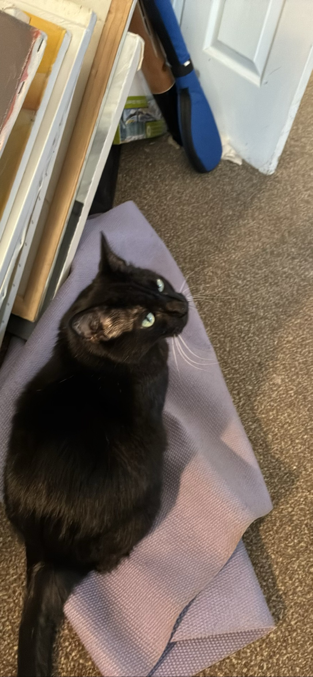 Moonpie, a cat found on Chonk Finder