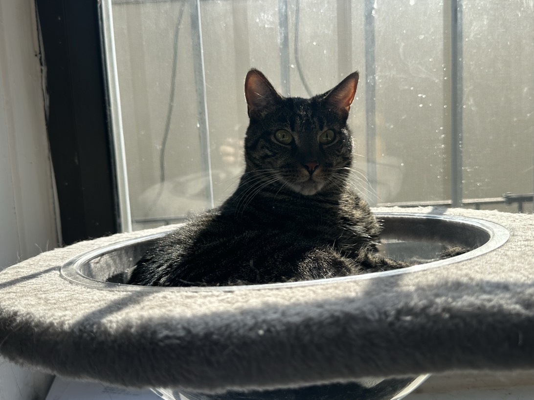 Michelin, a cat found on Chonk Finder